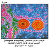 ����� ���� ������(Herpes simplex) ������ ���� ����� ������� ���������