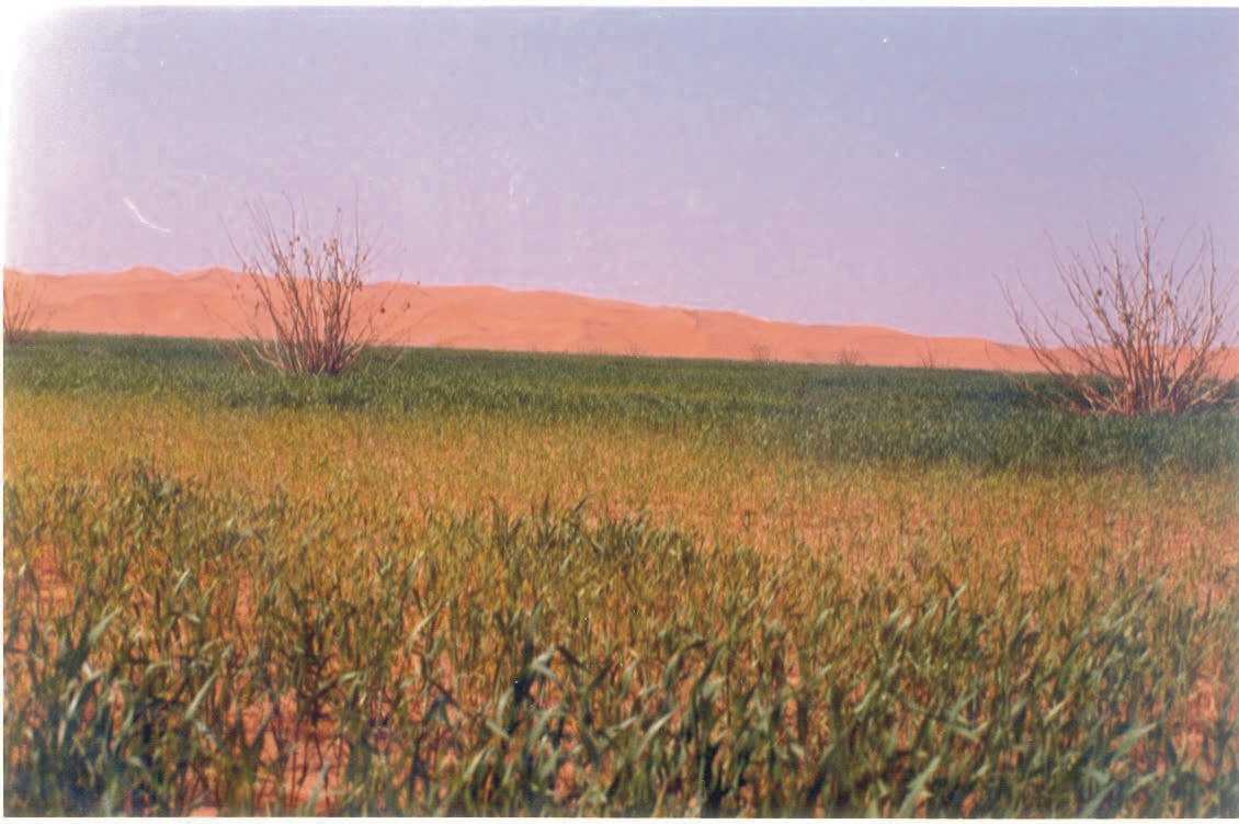 ������ ����� �������