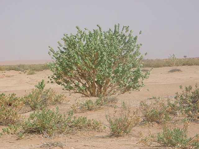 ���� ����� ��� ���� ������ ������ ����